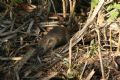 Rattus norvegicus