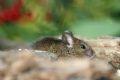 Mus musculus