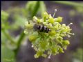 Limnophora obsignata