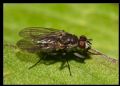 Limnophora sp.
