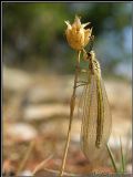 Myrmecaelurus trigrammus