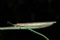 Creoleon lugdunensis