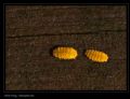 Bilobella aurantiaca