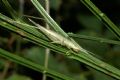 Oecanthus pellucens