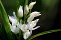 Cephalanthera longifolia