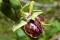 Ophrys passionis