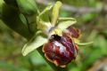 Ophrys passionis