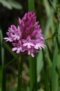 Anacamptis pyramidalis