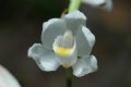 Cephalanthera longifolia