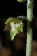 Epipactis microphylla