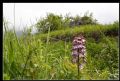 Orchis purpurea