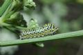 Papilio machaon