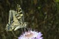 Papilio machaon