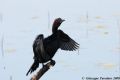 Phalacrocorax pygmeus