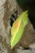 Colias crocea