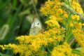 Colias crocea