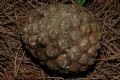 Pinus pinea