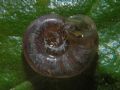 Gyraulus chinensis