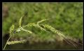 Echinochloa crus-galli