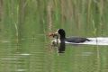 Fulica atra
