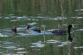 Fulica atra