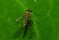 Chrysopilus splendidus