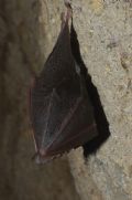 Rhinolophus hipposideros