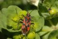 Corizus hyoscyami