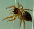 Evarcha sp.