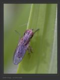 Pherbellia cinerella
