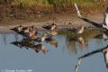 Calidris ferruginea