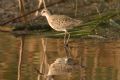 Calidris ferruginea