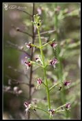 Scrophularia canina