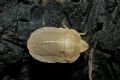 Eurygaster austriaca