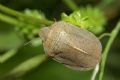 Eurygaster austriaca