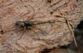 Segestria senoculata