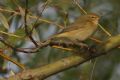 Phylloscopus collybita