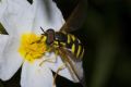 Chrysotoxum intermedium