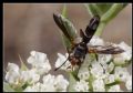 Cylindromyia rufipes