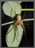 Metellina sp.