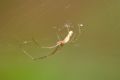 Tetragnatha sp.