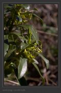 Daphne laureola