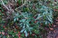 Daphne laureola