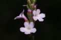 Verbena officinalis