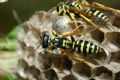 Polistes dominula