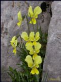 Viola aethnensis