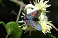 Zygaena lonicerae