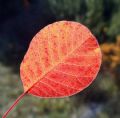 Cotinus coggygria