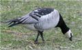 Branta leucopsis