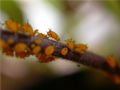 Aphis nerii